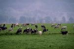 Dairy Cows, Fernwood, Humboldt County, ACFV01P11_15.2459