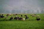 Cows Grazing, near Ferndale, Humboldt County, ACFV01P11_15