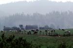 Barn, Hills, Dairy Cows, Grass, Grazing, trees, fields, Fernwood, Humboldt County, ACFV01P11_16