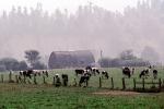 Barn, Hills, Dairy Cows, Grass, Grazing, trees, fields, Fernwood, Humboldt County, ACFV01P11_17