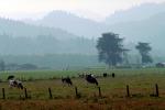 Dairy Cows, Fernwood, Humboldt County, ACFV01P11_18.4098