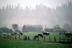Barn, Hills, Dairy Cows, Grass, Grazing, fence, trees, fields, Fernwood, Humboldt County