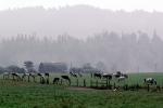 Barn, Hills, Dairy Cows, Grass, Grazing, trees, fields, Fernwood, Humboldt County, ACFV01P12_02