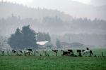 Dairy Cows, Fernwood, Humboldt County, ACFV01P12_03