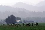 Dairy Cows, Fernwood, Humboldt County, ACFV01P12_04