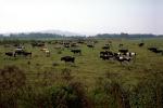 Until the Cows come Home, Fernwood, Humboldt County, ACFV01P12_06.2459