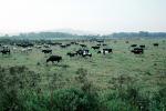 Dairy Cows, Fernwood, Humboldt County, ACFV01P12_07