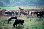 Dairy Cows, Fernwood, Humboldt County, ACFV01P12_08