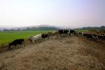 Dairy Cows, Fernwood, Humboldt County, ACFV01P12_09.4098
