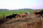 Dairy Cows, Fernwood, Humboldt County, ACFV01P12_10.4098