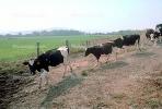 Dairy Cows, Fernwood, Humboldt County, ACFV01P12_11.1709
