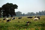 Dairy Cows, Fernwood, Humboldt County, ACFV01P12_14