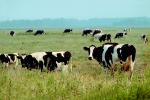 Dairy Cows, Fernwood, Humboldt County, ACFV01P12_15.4098