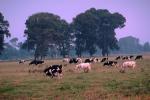 Dairy Cows, Fernwood, Humboldt County, ACFV01P12_18.2459