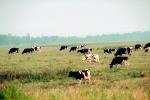 Dairy Cows, Fernwood, Humboldt County, ACFV01P13_01.2459