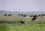 Dairy Cows, Fernwood, Humboldt County