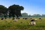 Dairy Cows, Fernwood, Humboldt County, ACFV01P13_02.2459
