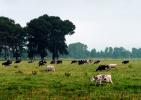 Cows Grazing, near Ferndale, Humboldt County, ACFV01P13_02