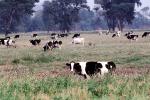 Dairy Cows, Fernwood, Humboldt County, ACFV01P13_03