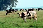 Dairy Cows, Fernwood, Humboldt County, Bull