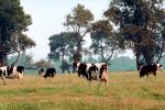 Dairy Cows, Fernwood, Humboldt County, ACFV01P13_06.4098
