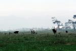 Dairy Cows, Fernwood, Humboldt County, ACFV01P13_08