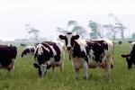 Dairy Cows, Fernwood, Humboldt County, ACFV01P13_09.2459