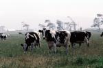 Dairy Cows, Fernwood, Humboldt County, ACFV01P13_10