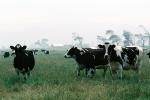 Dairy Cows, Fernwood, Humboldt County, ACFV01P13_11
