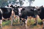 Dairy Cows, Fernwood, Humboldt County, ACFV01P13_12.1567