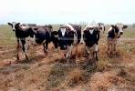 Dairy Cows, Fernwood, Humboldt County, ACFV01P13_13.1709