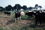Dairy Cows, Fernwood, Humboldt County, ACFV01P13_14