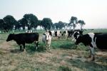 Dairy Cows, Fernwood, Humboldt County, ACFV01P13_16