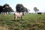 Dairy Cows, Fernwood, Humboldt County, ACFV01P13_17.1709