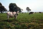 Dairy Cows, Fernwood, Humboldt County, ACFV01P13_18.4098