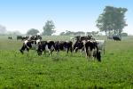 Dairy Cows, Fernwood, Humboldt County, ACFV01P13_19.2459