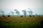 Dairy Cows, Fernwood, Humboldt County, ACFV01P14_01.4098