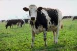 Dairy Cows, Fernwood, Humboldt County, ACFV01P14_02.4098