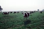 Dairy Cows, Fernwood, Humboldt County, ACFV01P14_03
