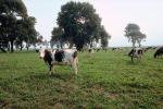 Dairy Cows, Fernwood, Humboldt County, ACFV01P14_04.4098