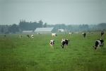 Dairy Cows, Fernwood, Humboldt County, ACFV01P14_05.2459