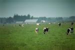 Cows Grazing, near Ferndale, Humboldt County, ACFV01P14_05