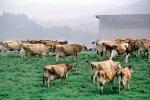 Dairy Cows, Fernwood, Humboldt County, ACFV01P14_06