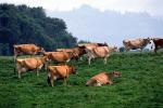 Dairy Cows, Fernwood, Humboldt County, ACFV01P14_07.2459
