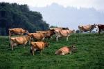 Cows Grazing, near Ferndale, Humboldt County, ACFV01P14_07