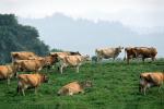 Dairy Cows, Fernwood, Humboldt County, ACFV01P14_08.2459