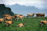 Cows Grazing, near Ferndale, Humboldt County, ACFV01P14_08