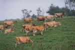 Dairy Cows, Fernwood, Humboldt County, ACFV01P14_09.2459
