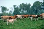 Dairy Cows, Fernwood, Humboldt County, ACFV01P14_11.4098