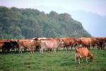 Dairy Cows, Fernwood, Humboldt County, ACFV01P14_12.4098